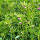 Two Year Legume Fallow with Timothy (CNUM3)